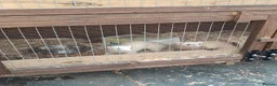 Ferret rodents for sale: Baby ferret’s for sale  - Advert 3