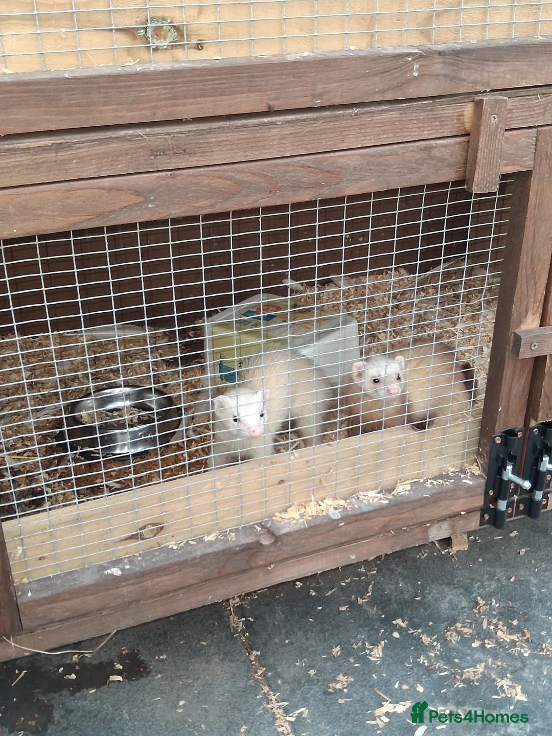 Ferret rodents for sale: Baby ferret’s for sale  - Advert 3