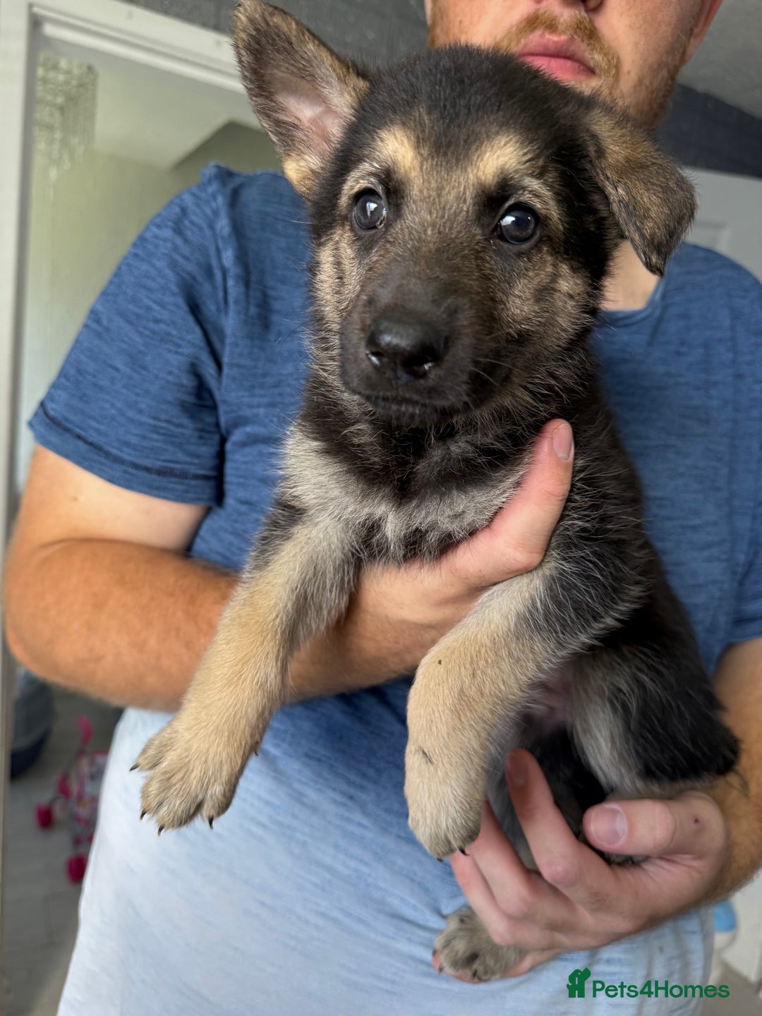 German Shepherd dogs for sale: German shepherd puppies  - Image 2