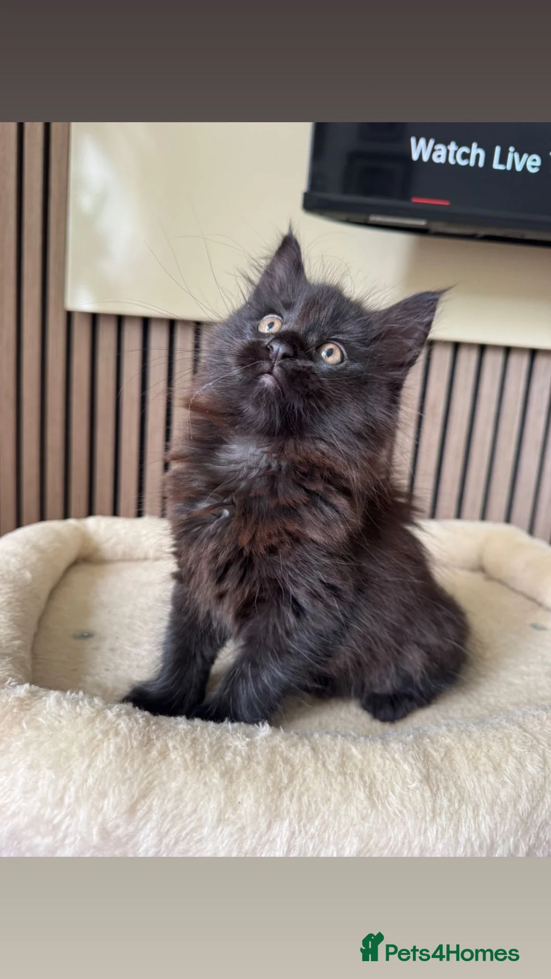 Maine Coon cats for sale: 2 Maine coons left  - Advert 1
