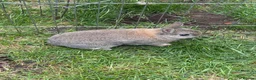 Netherland Dwarf rabbits for sale: Adorable Netherlands Dwarfs - Advert 4