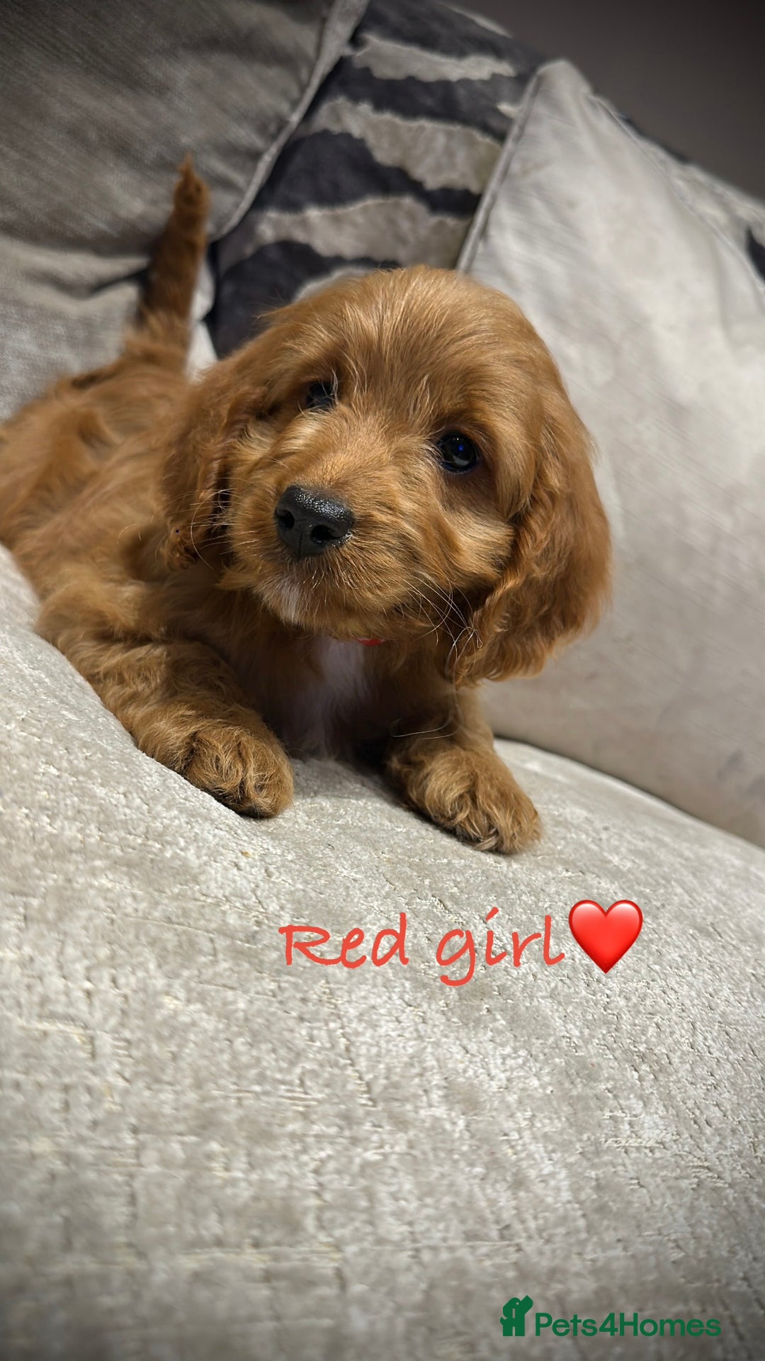 Cockapoo dogs for sale: 🐾Adorable toy cockapoos ready now 🐾 - Advert 16