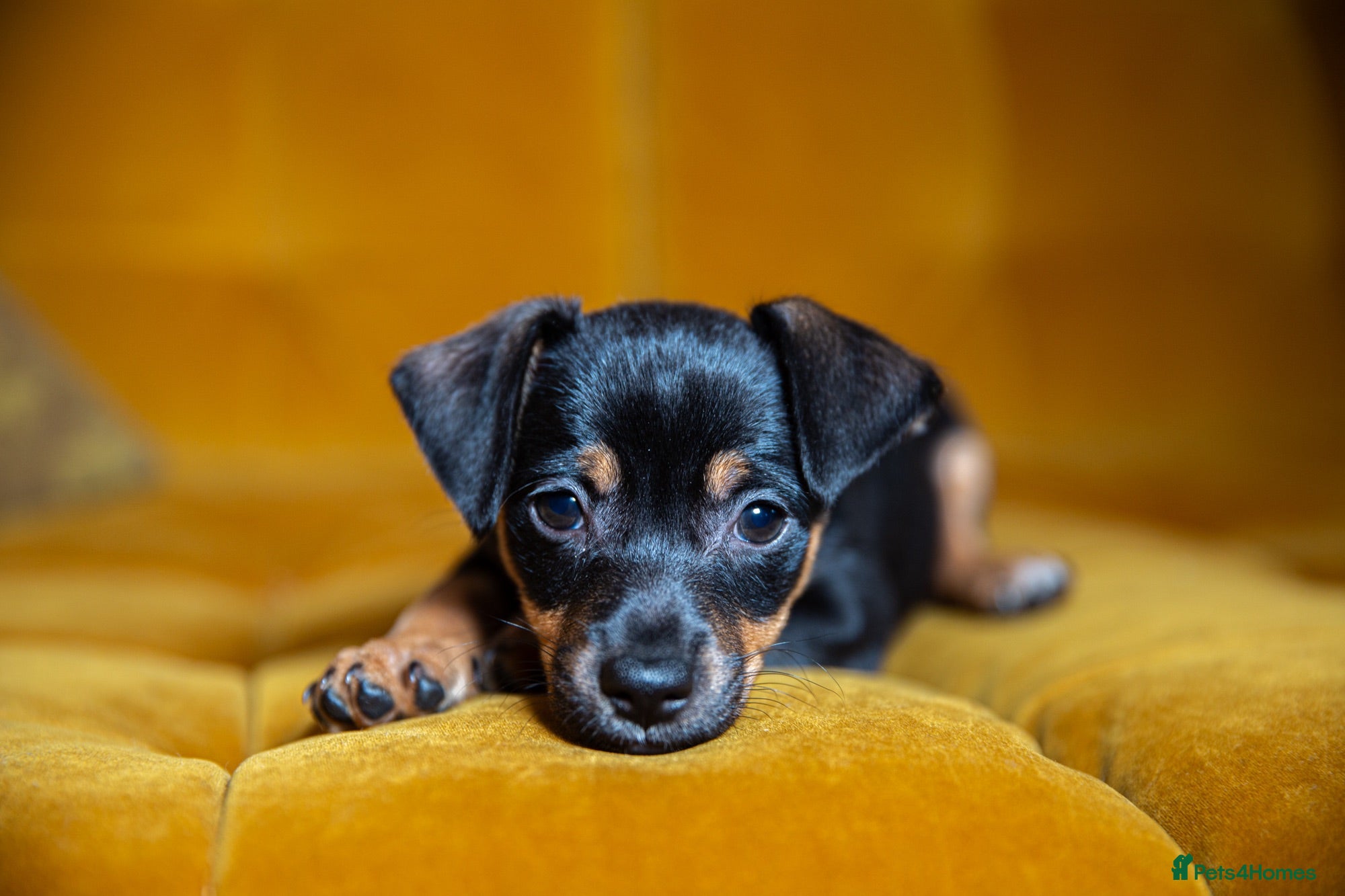 Jackshund dogs Daxijax/Jackshund/Dachshund/Jack - READY TO GO - Advert 1