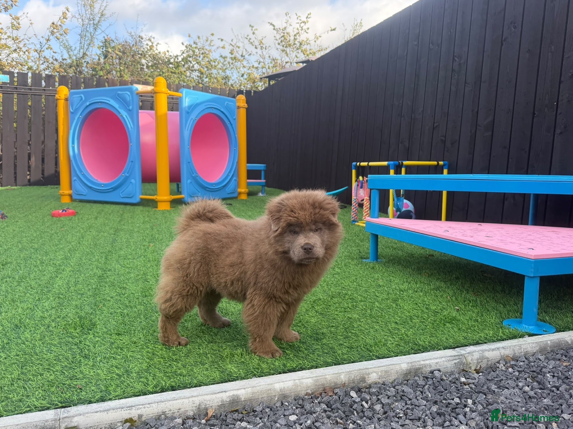 Chow Chow dogs for sale: Stunning rare lilac chow chow male puppy for sale  - Advert 2