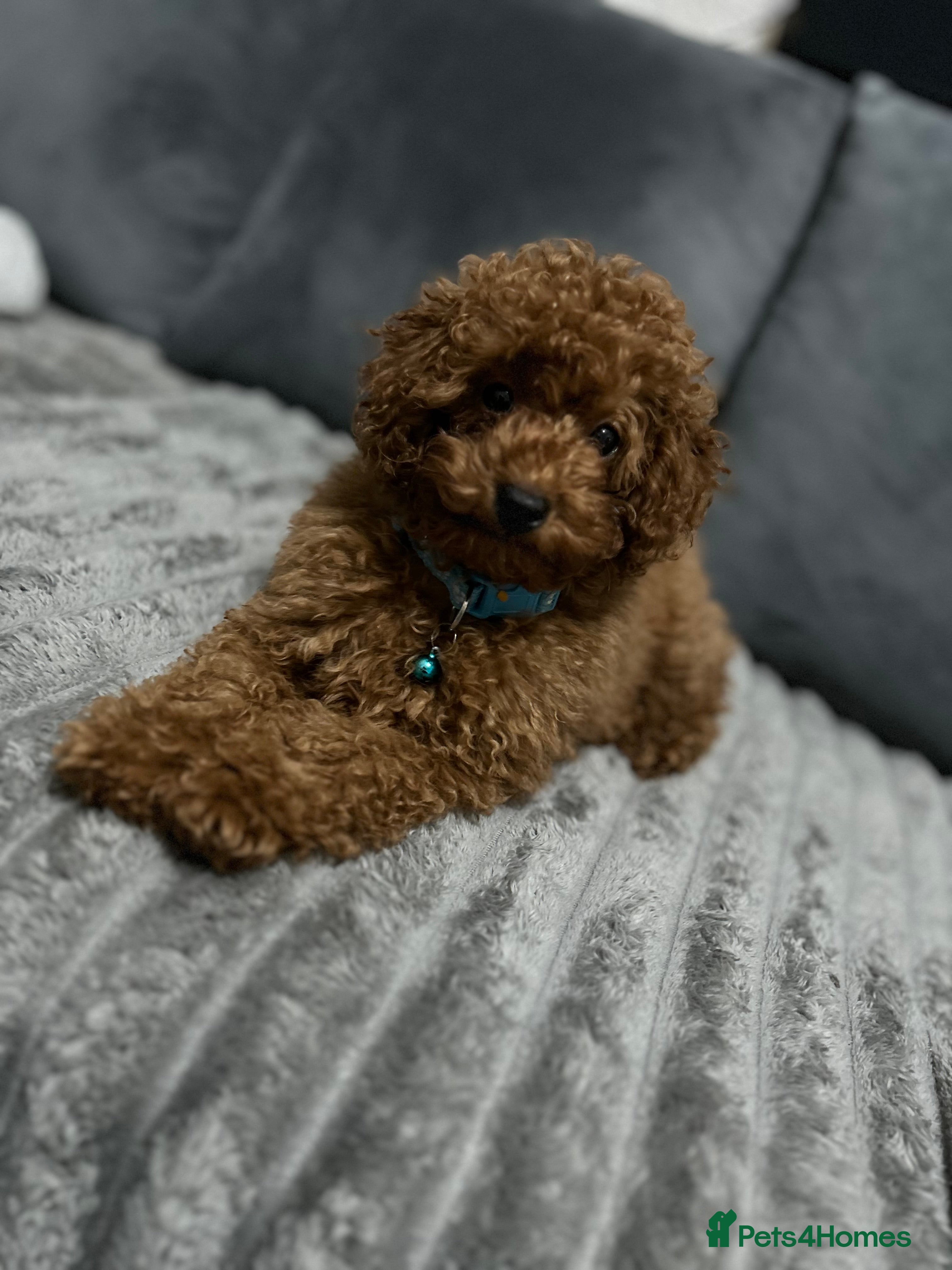 Toy Poodle dogs Boy toy poodle  - Advert 1
