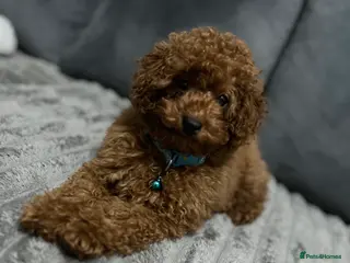Toy Poodle dogs Boy toy poodle - Advert 1
