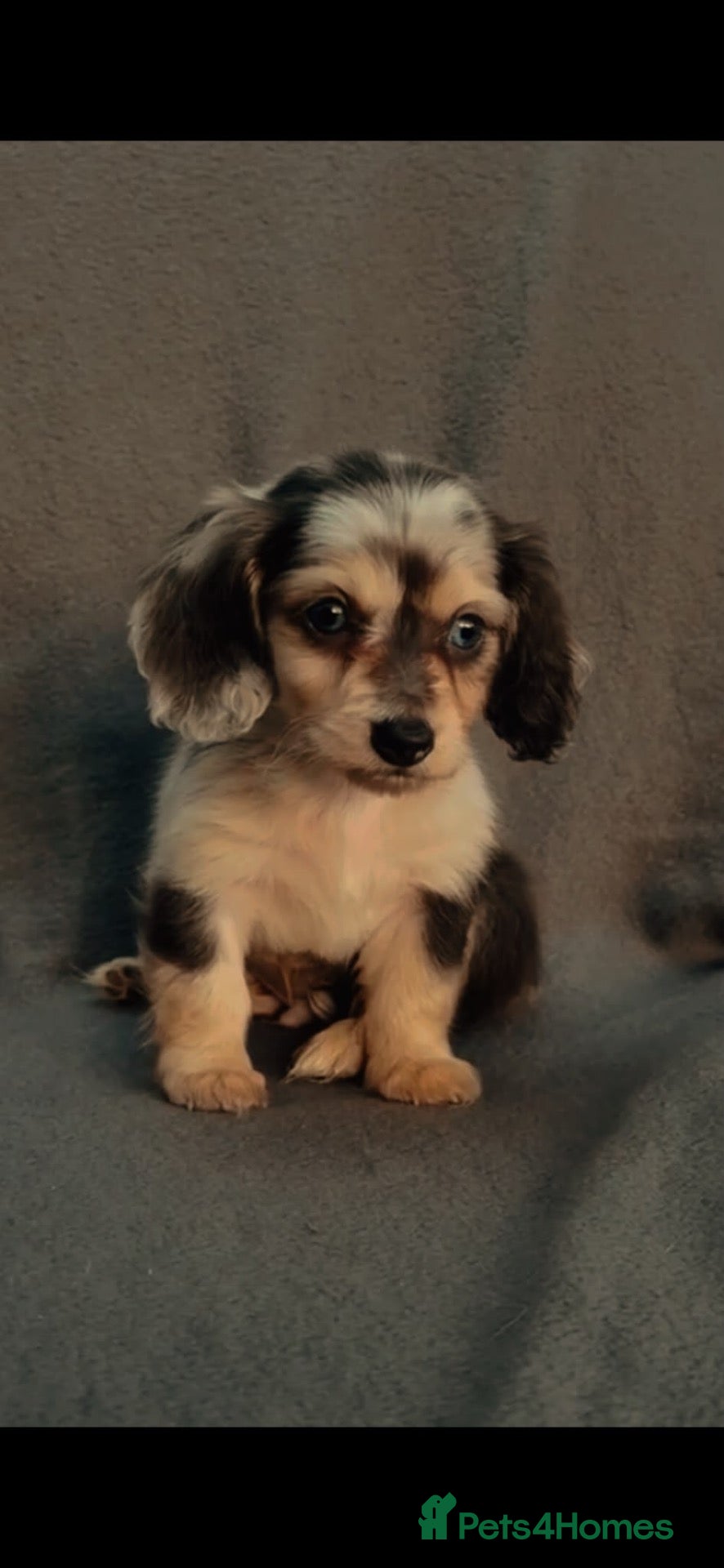 Miniature Dachshund dogs Mini long haired dachshund  - Advert 4