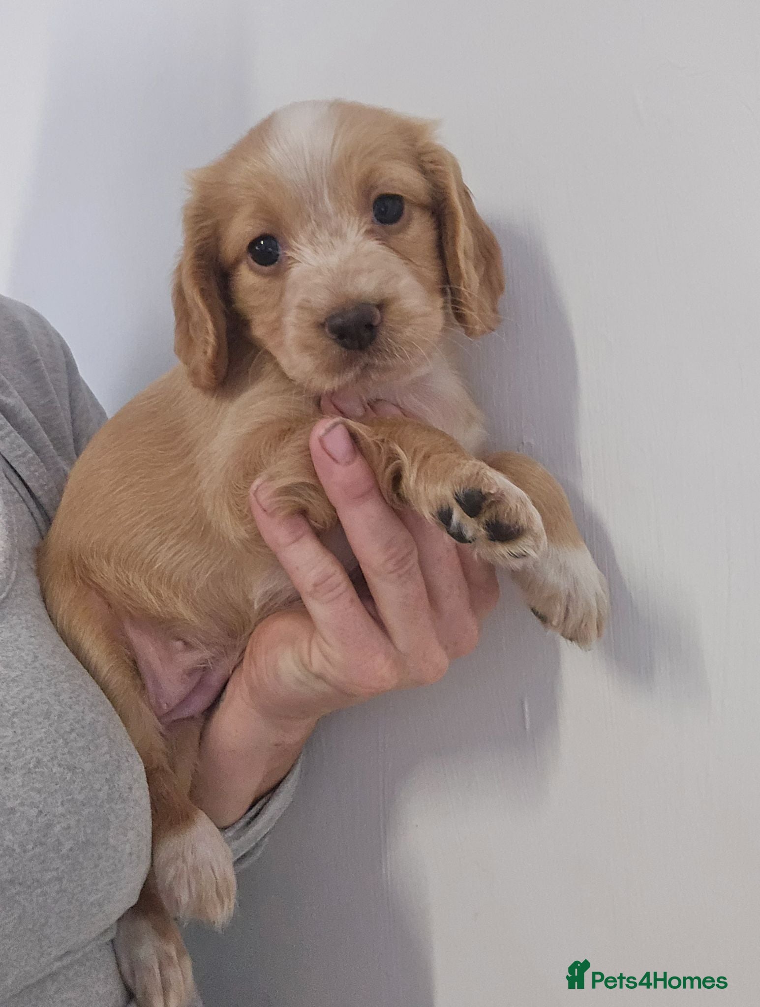 Cocker Spaniel dogs Cocker spaniel puppies 🐶  - Advert 13