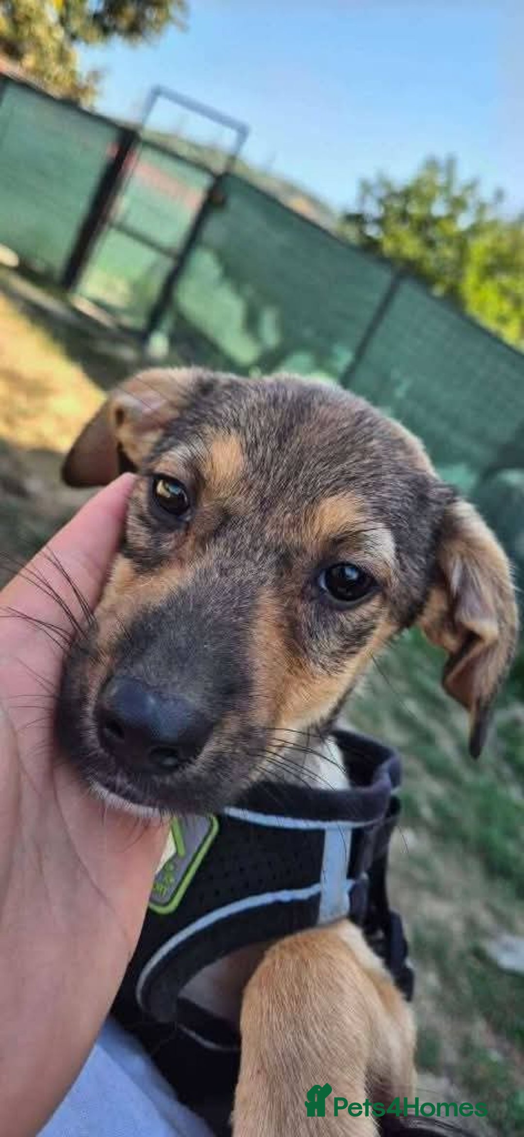 Mixed Breed dogs for adoption: Meet Rossie, currently residing in Essex  - Image 5