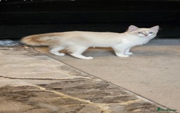 Ragdoll cats for sale: Champion dad Pedigree ragdolls GCCF  - Image 8