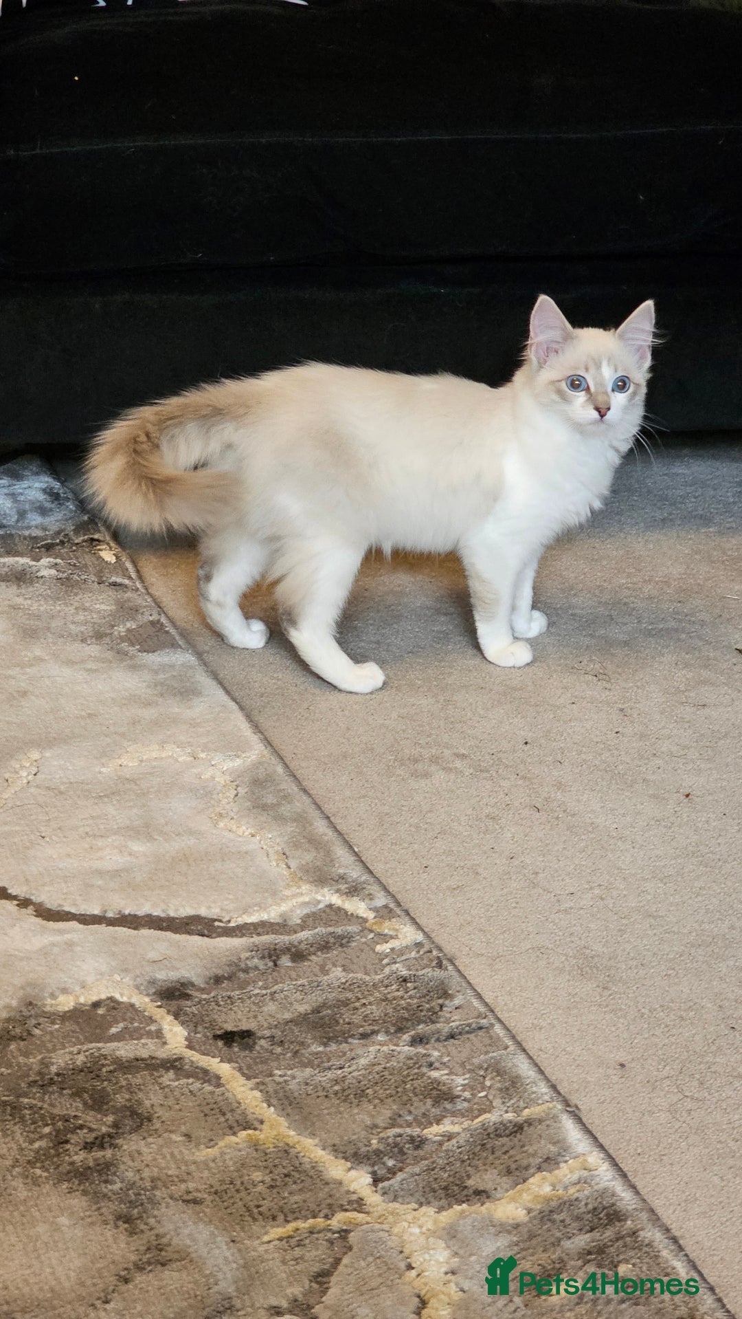 Ragdoll cats for sale: Champion dad Pedigree ragdolls GCCF  - Image 8