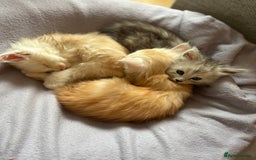 Maine Coon cats for sale: Beautiful rare colour pedigree Maine Coon kittens - Image 22