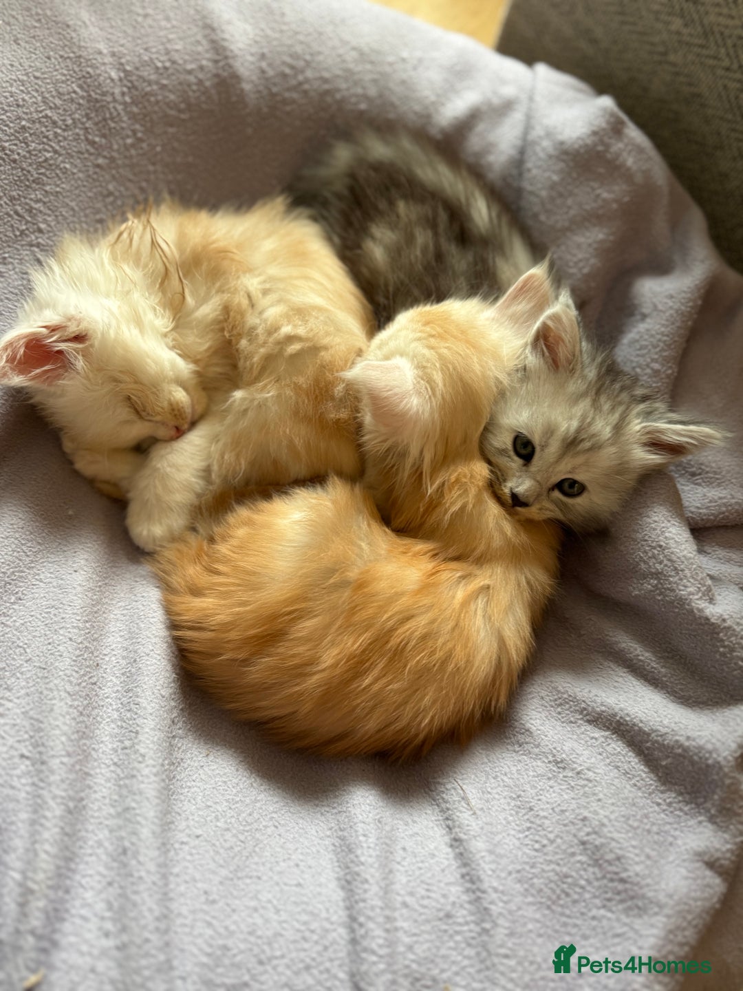 Maine Coon cats for sale: Beautiful rare colour pedigree Maine Coon kittens - Image 22