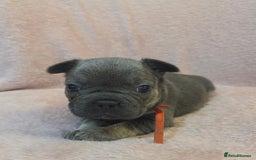 French Bulldog dogs for sale: Beautiful French Bulldog Puppies - Image 9