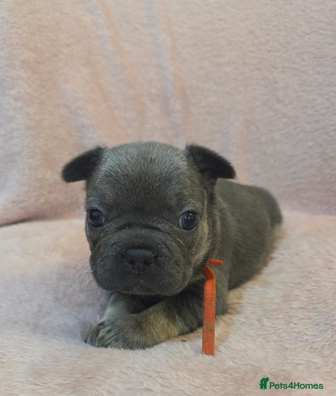 French Bulldog dogs for sale: Beautiful French Bulldog Puppies - Image 9