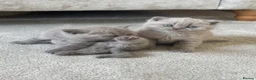 British Shorthair cats for sale: Stunning Lilac British Shorthair Kittens GCCF  in Preston - Advert 5
