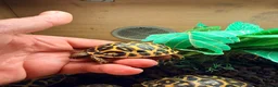 Tortoise reptiles for sale: Indian star tortoise  - Advert 9