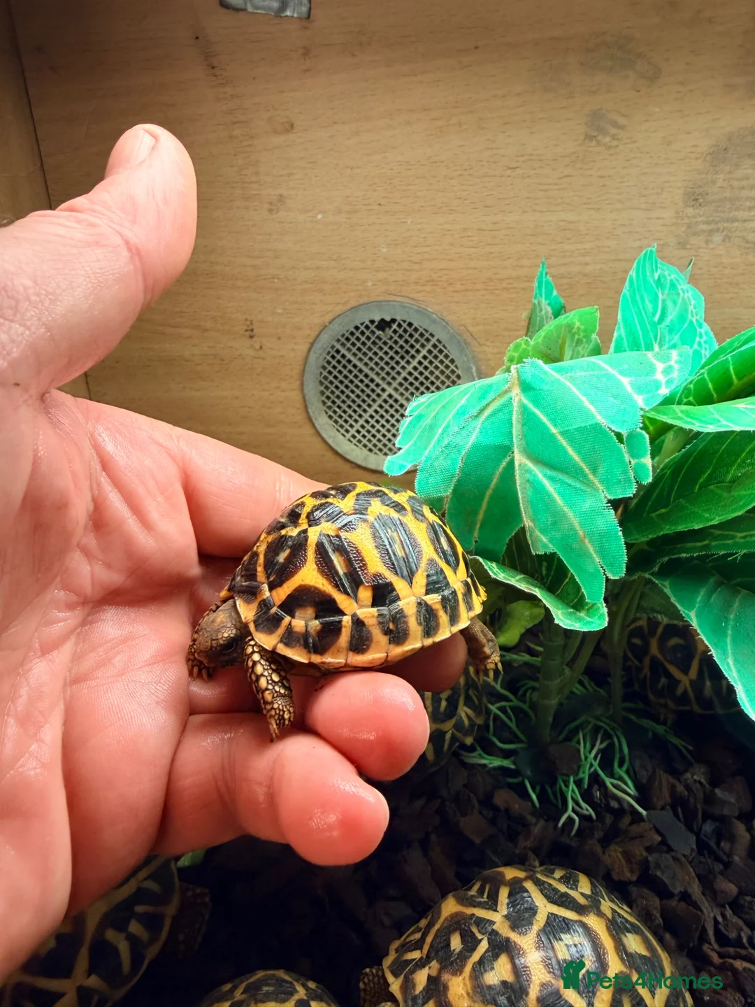 Tortoise reptiles for sale: Indian star tortoise  - Advert 9