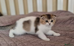 Scottish Fold cats for sale: TICA registered Scottish Fold ready to collect  - Image 6