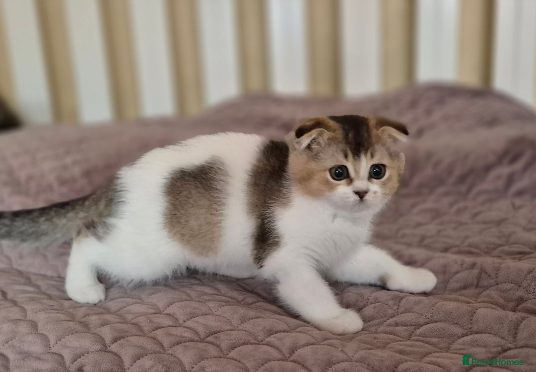 Scottish Fold cats for sale: TICA registered Scottish Fold ready to collect  - Image 6