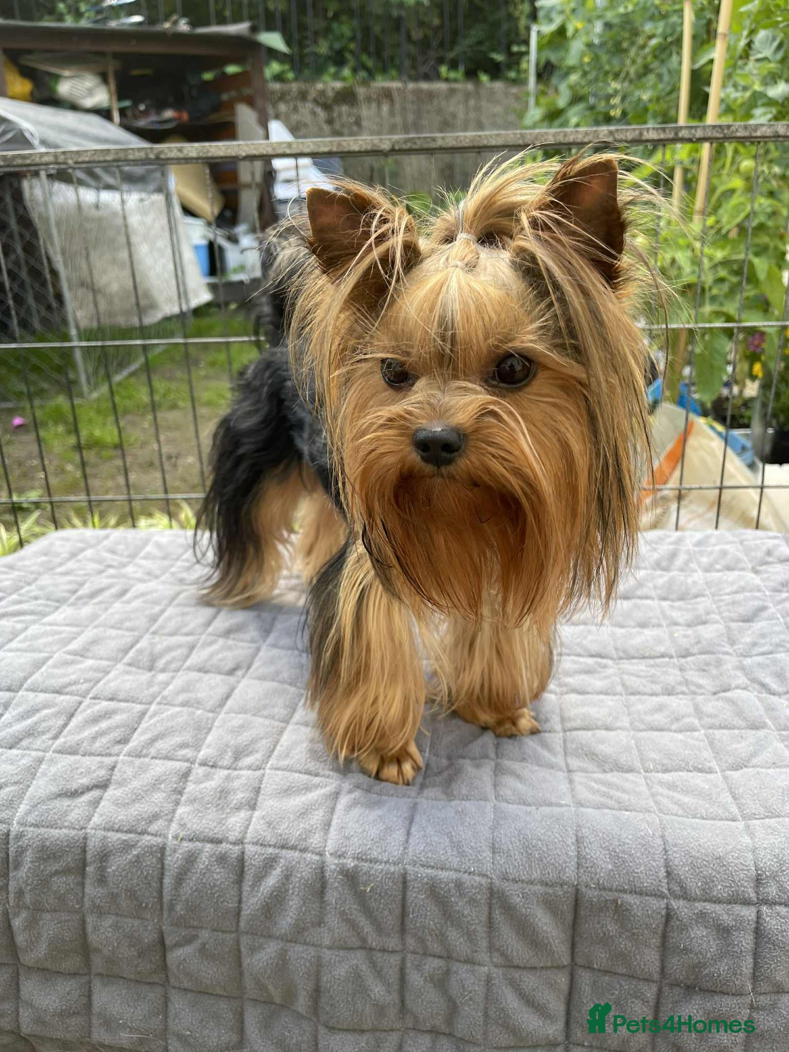 Yorkshire Terrier dogs Looking for a New Home for Vivo - Advert 7