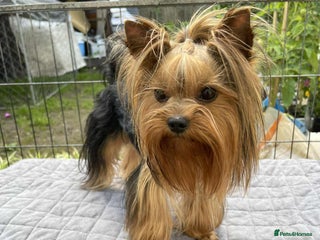 Yorkshire Terrier dogs Looking for a New Home for Vivo - Advert 1