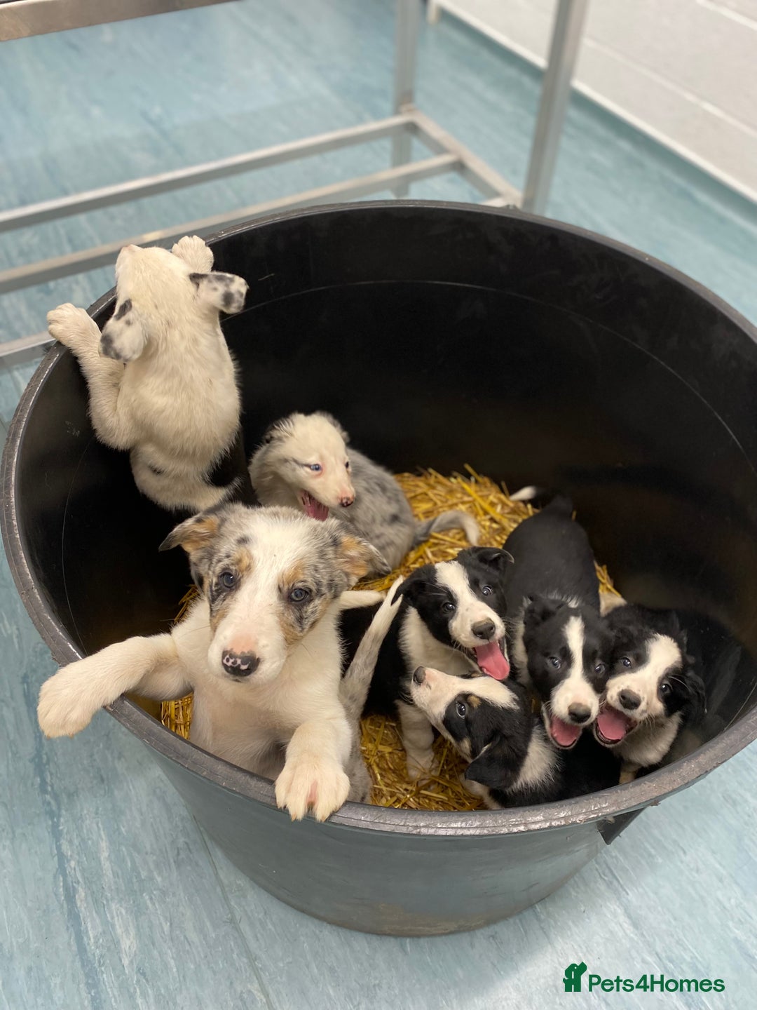 Border Collie dogs for sale: Black & White Border Collie Pups near Hay-on-Wye - Advert 1