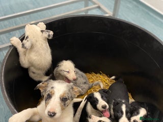 Border Collie dogs Black & White Border Collie Pups near Hay-on-Wye - Advert 2