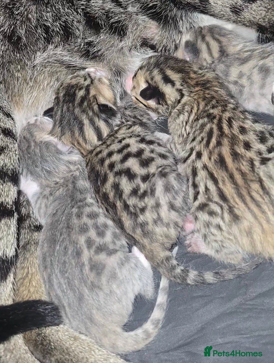 Bengal cats ✨ STUNNING SILVER & SPOTTED SAVANNAH X BENGALS✨ - Advert 2