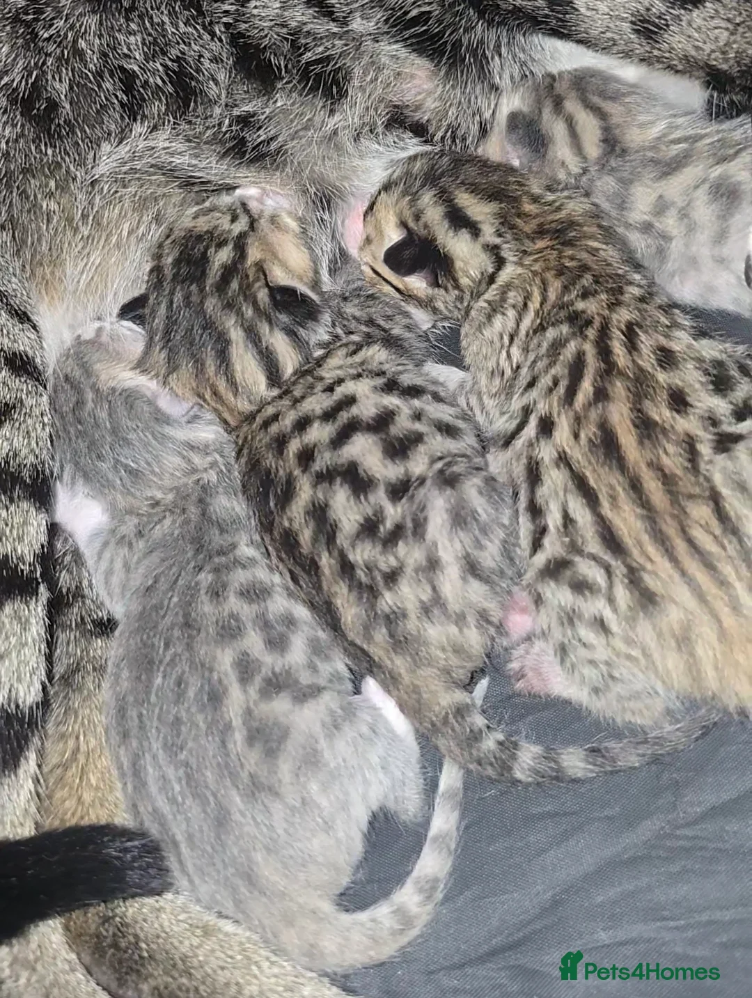 Bengal cats for sale: ✨ STUNNING SILVER & SPOTTED SAVANNAH X BENGALS✨ - Advert 1