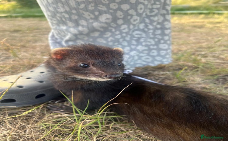Ferret rodents - Advert 4