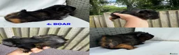 Guinea Pig rodents for sale: Various Guinea Pigs - Ready Now - Advert 8
