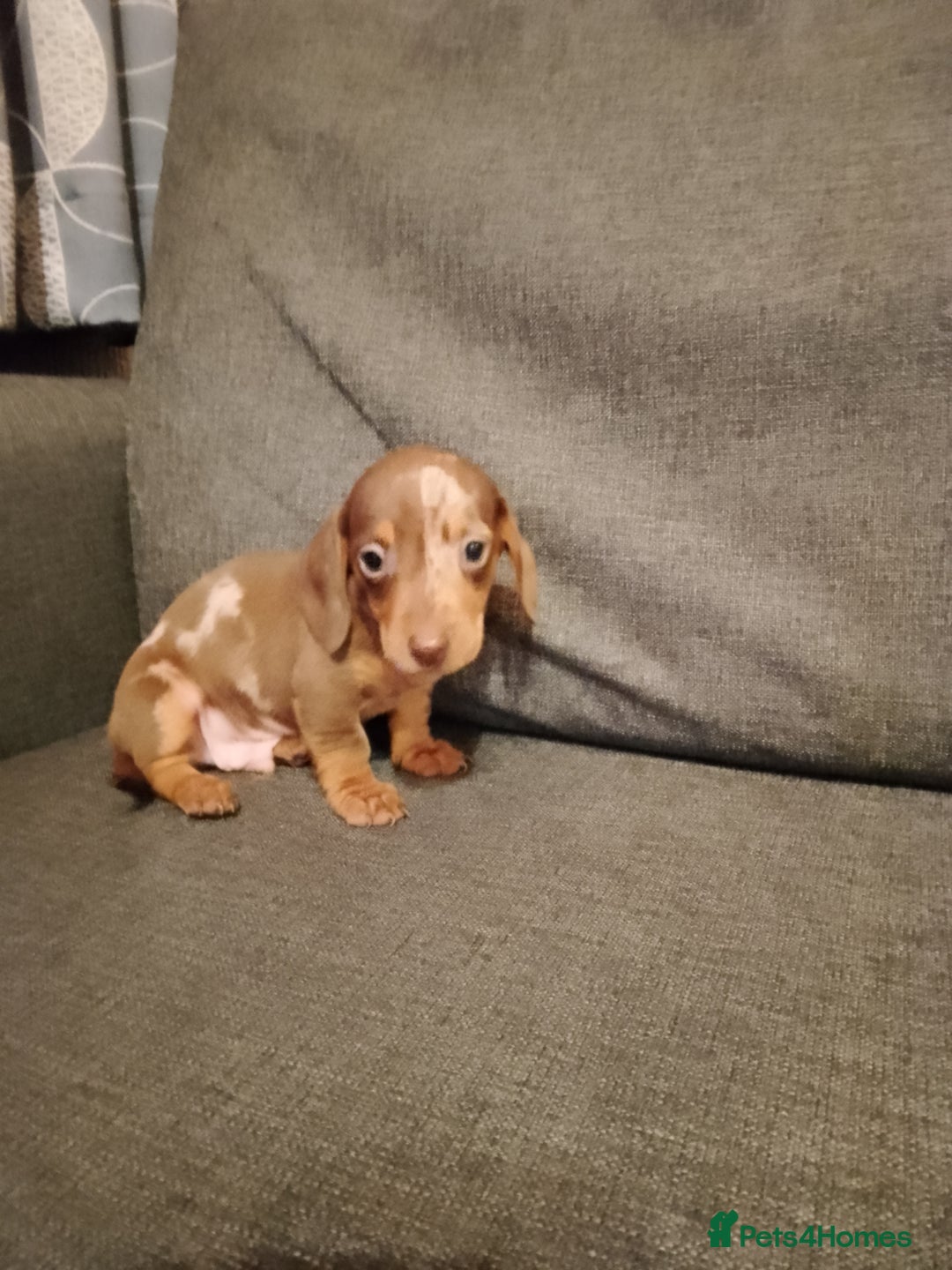 Miniature Dachshund dogs for sale: Miniature Dachshund  - Image 15