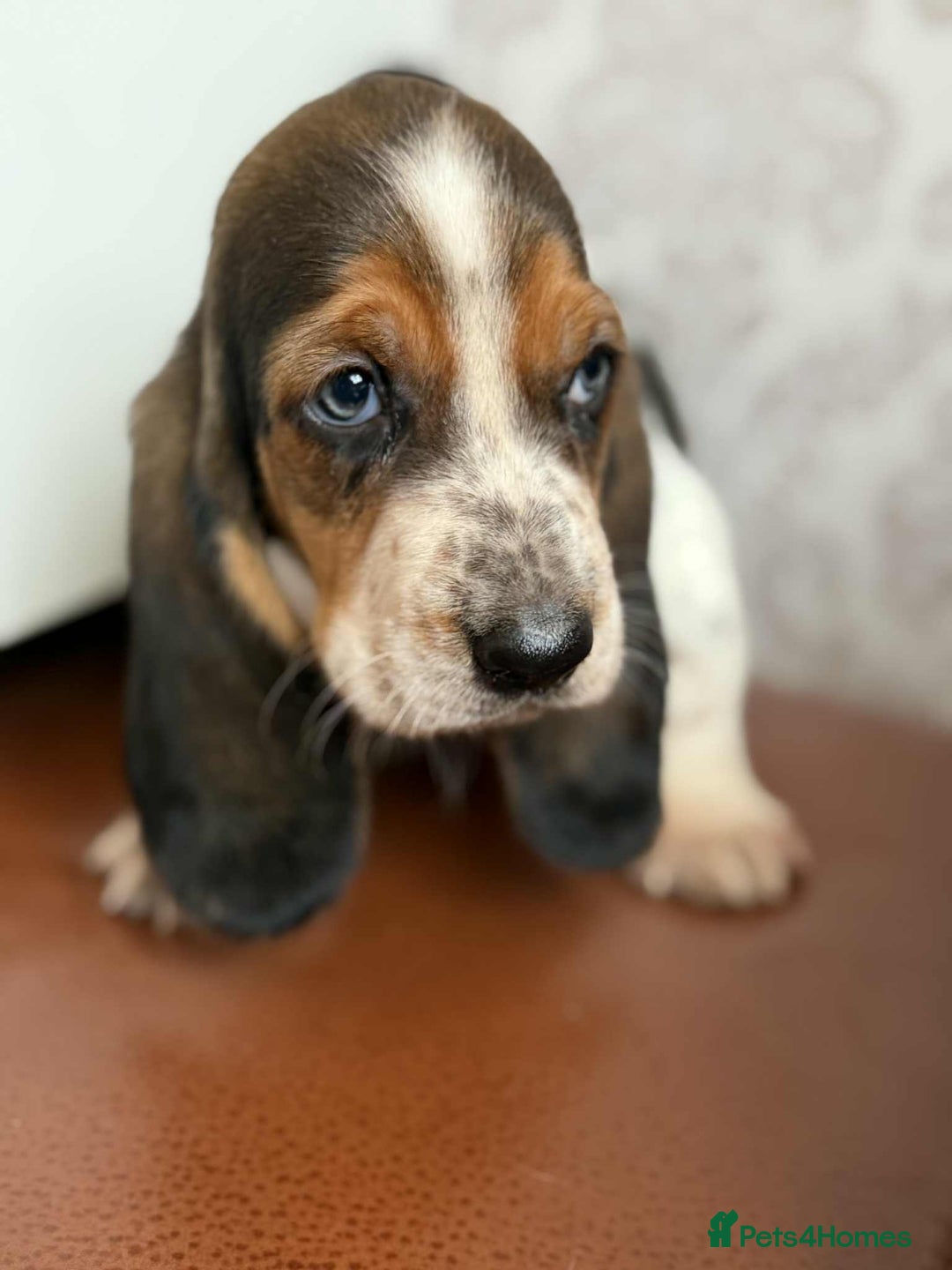 Basset Hound dogs for sale: Beautiful Basset Hound Boys - Image 4