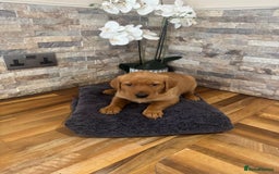 Labrador Retriever dogs for sale: Red Labrador puppies  - Image 7