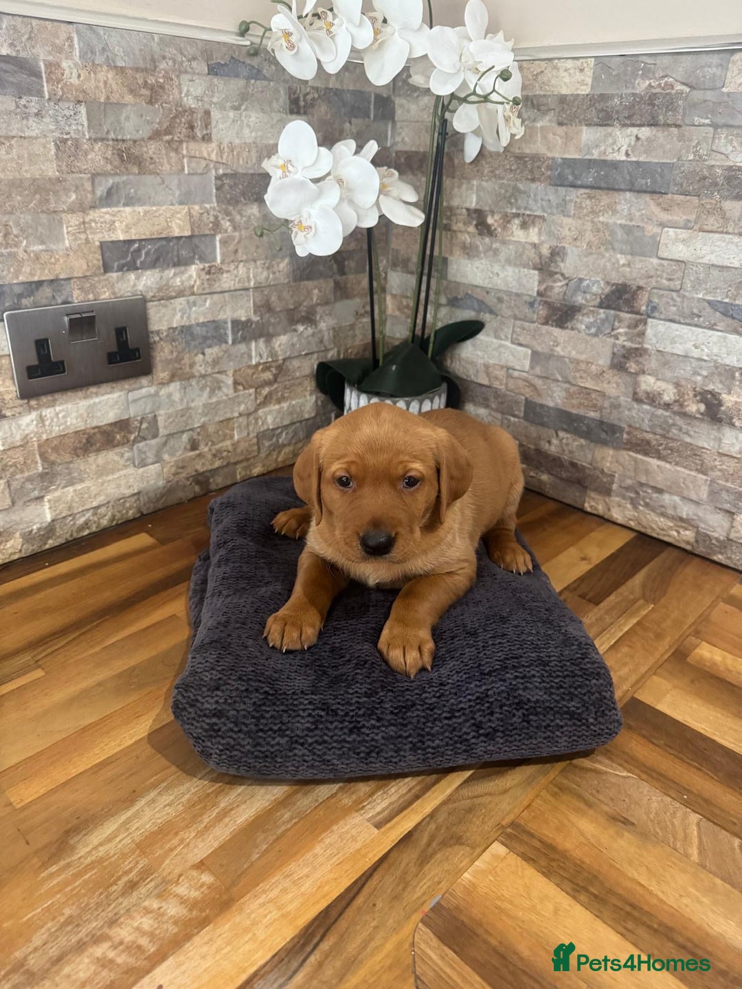 Labrador Retriever dogs for sale: Red Labrador puppies  - Image 7