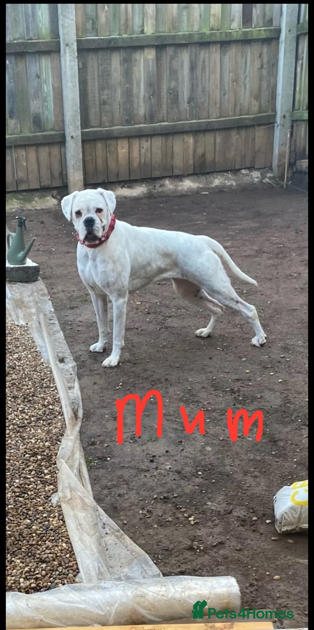 Boxer dogs for sale: Beautiful boxer puppies  - Advert 25