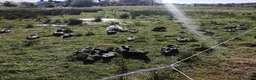 Ducks poultry for sale: Muscovies Varying Ages 20 Ducks 6 Drakes  - Advert 3