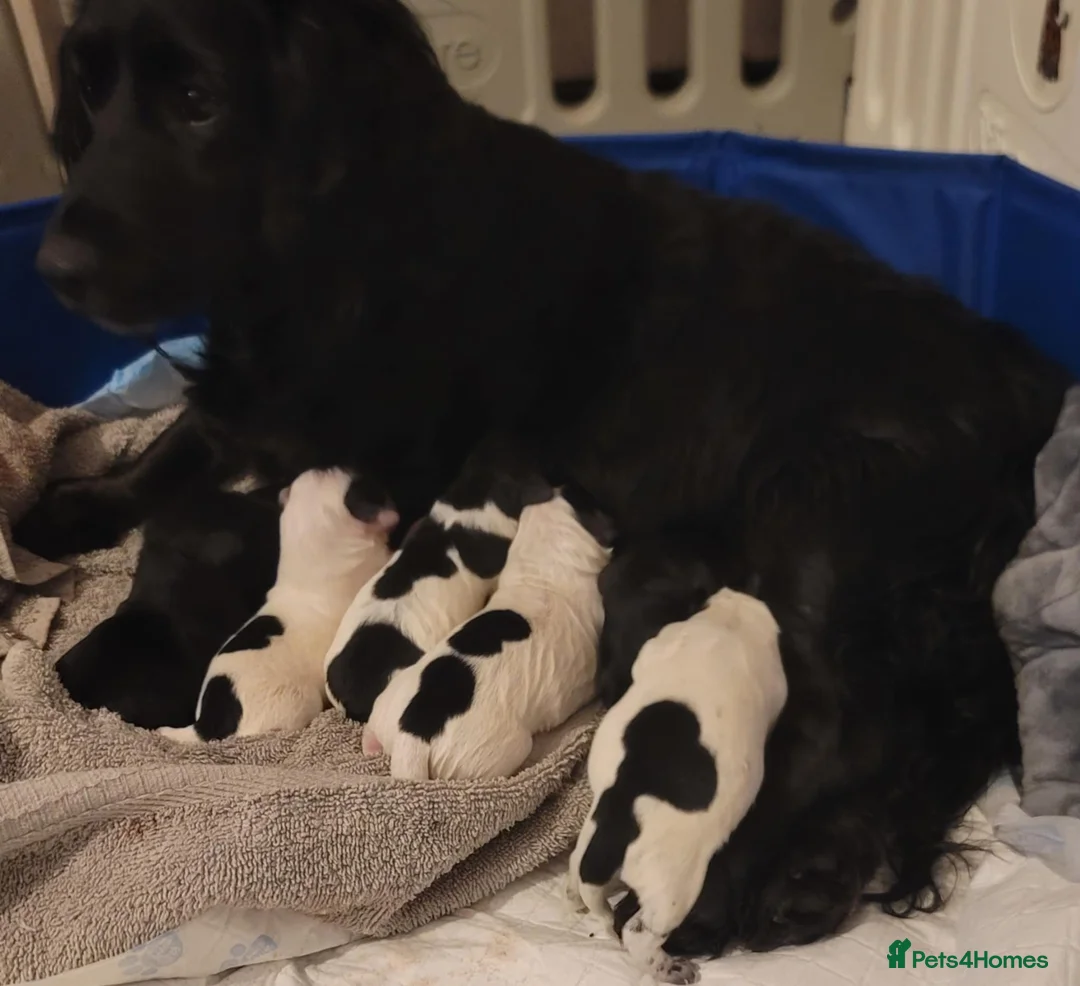 Cockapoo dogs for sale: The Magnificent fully-vaccinated Seven  in Romford - Advert 18