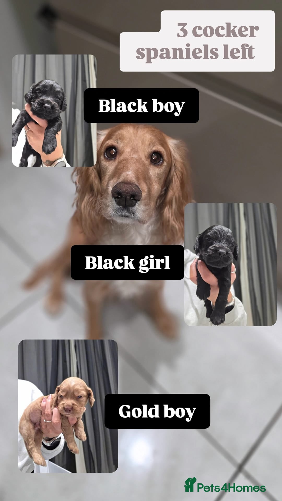 Cocker Spaniel dogs Working cocker spaniel *KC REG* - Advert 15