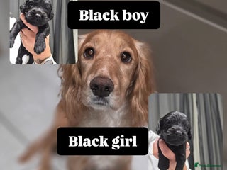 Cocker Spaniel dogs Working cocker spaniel *KC REG* - Advert 18