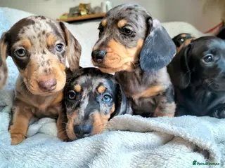 Miniature Dachshund dogs Beautiful miniature dachshunds 😊 - Advert 4