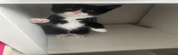 Mixed Breed cats for sale: kitten in Leeds - Advert 6