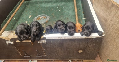 Cocker Spaniel dogs - Advert 16