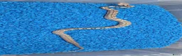 Rat Snake reptiles for sale: Hatchling Grey Rat Snakes  - Advert 4