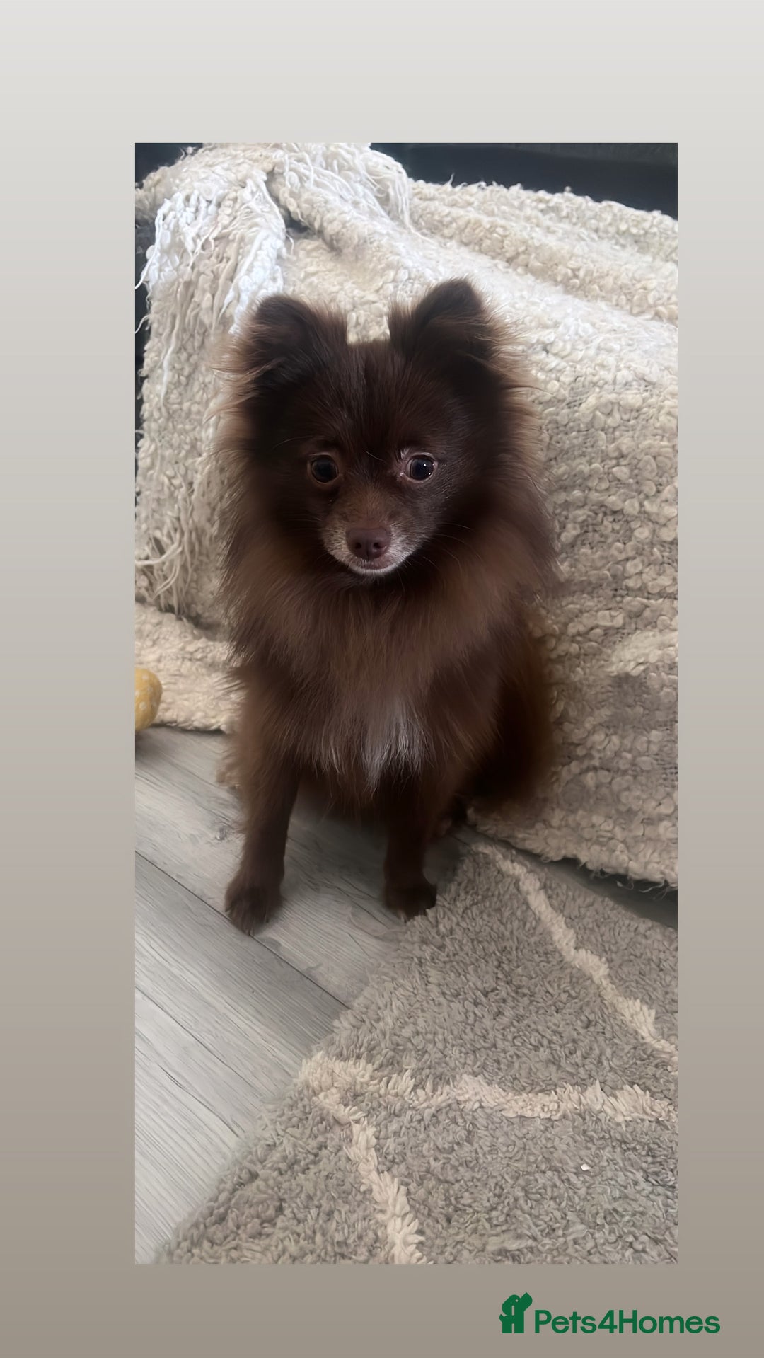 Pomeranian dogs for sale: Chocolate Pomeranian  - Image 2