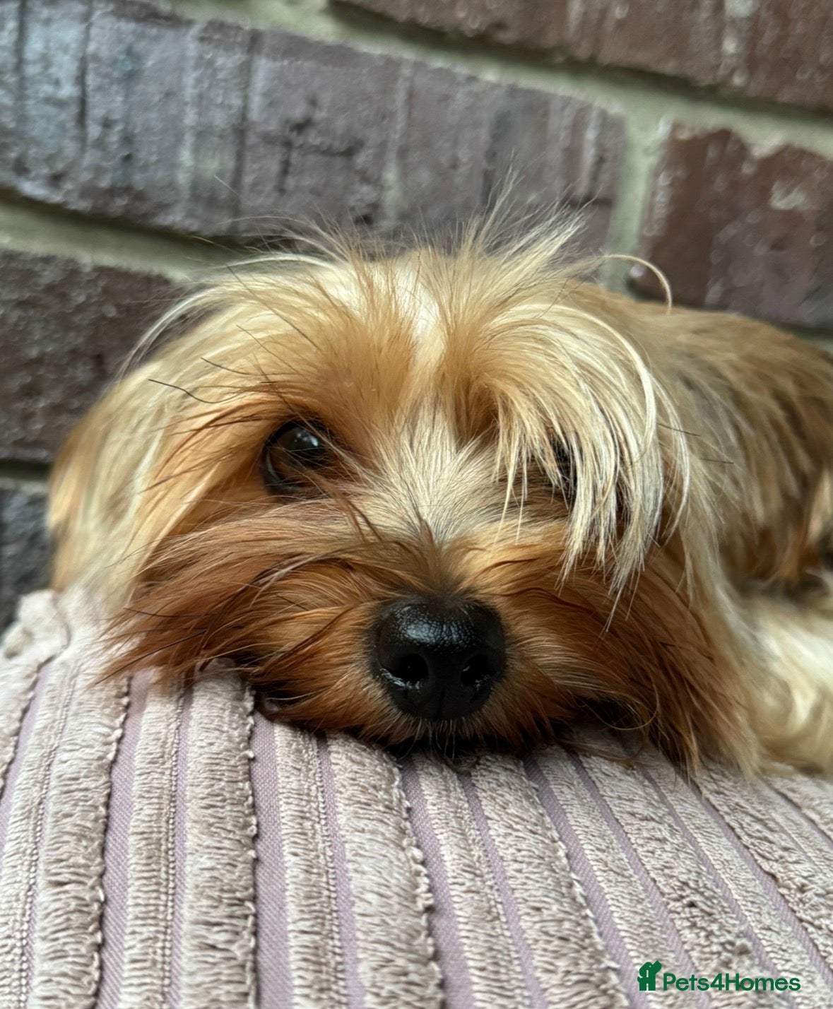 Mixed Breed dogs Yorkie × Cockapoo Puppies Looking for Loving Home - Advert 1