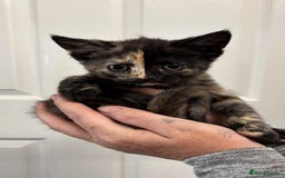 Mixed Breed cats for sale: Tortoiseshell Female kittens  - Image 4