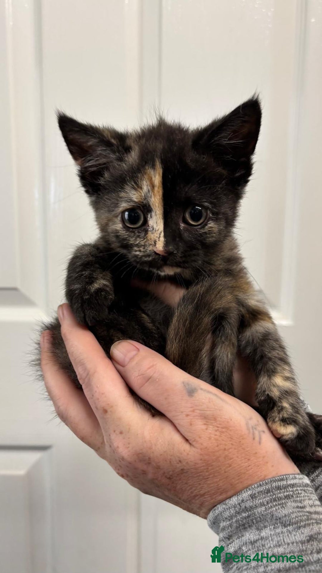 Mixed Breed cats for sale: Tortoiseshell Female kittens  - Image 4
