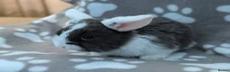 Mini Lop rabbits for sale: Mini Lop Rabbits - Advert 6